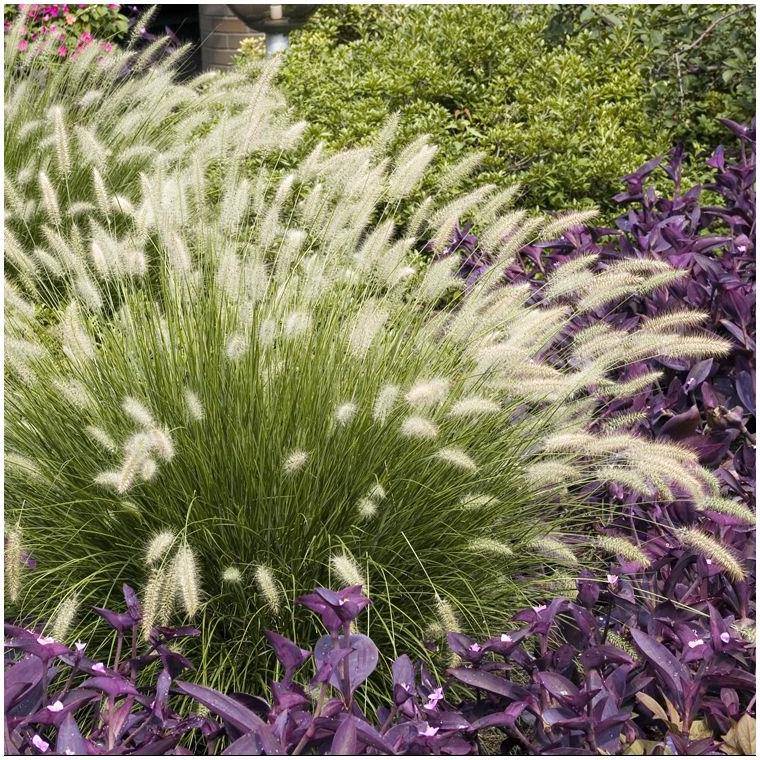Pennisetum alopecuroides 'Little Bunny' - Graminée Herbe aux écouvillons - Image 12