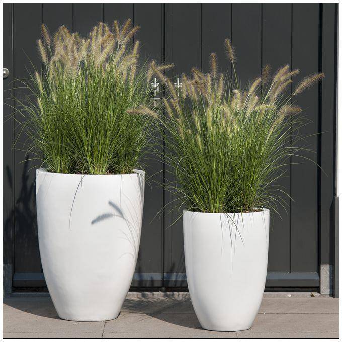 Pennisetum alopecuroides 'Little Bunny' - Graminée Herbe aux écouvillons - Image 14