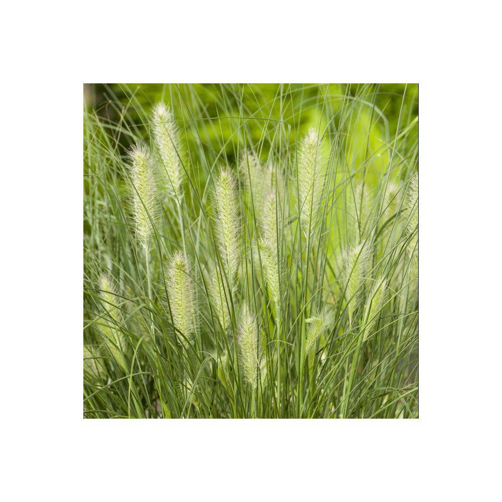 Pennisetum alopecuroides 'Little Bunny' - Graminée Herbe aux écouvillons - Image 3