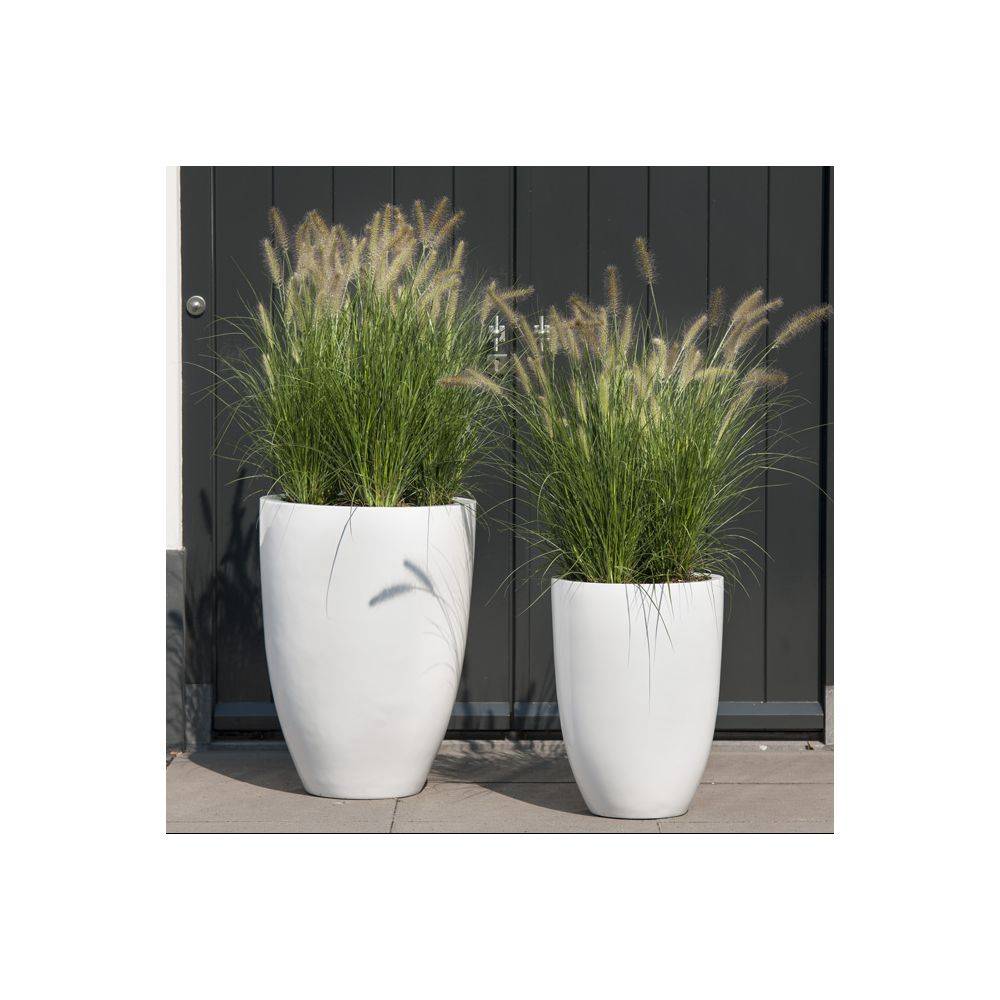Pennisetum alopecuroides 'Little Bunny' - Graminée Herbe aux écouvillons