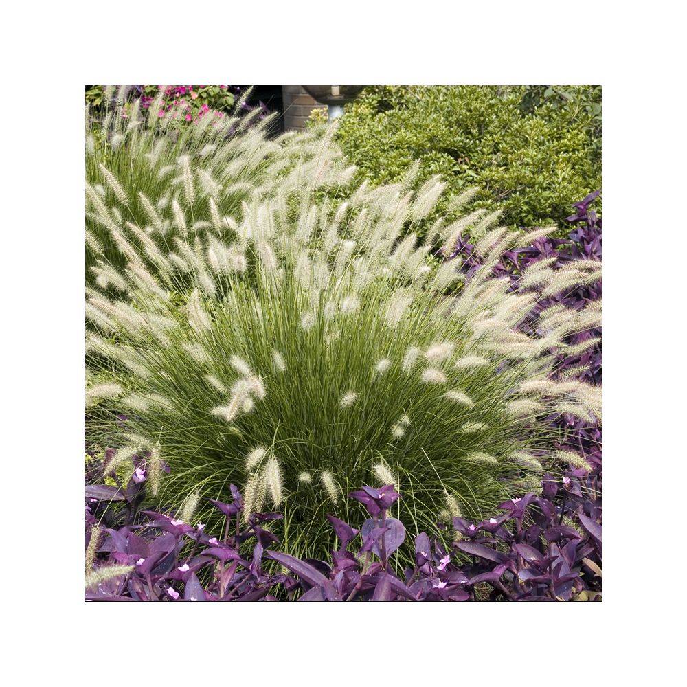 Pennisetum alopecuroides 'Little Bunny' - Graminée Herbe aux écouvillons - Image 5