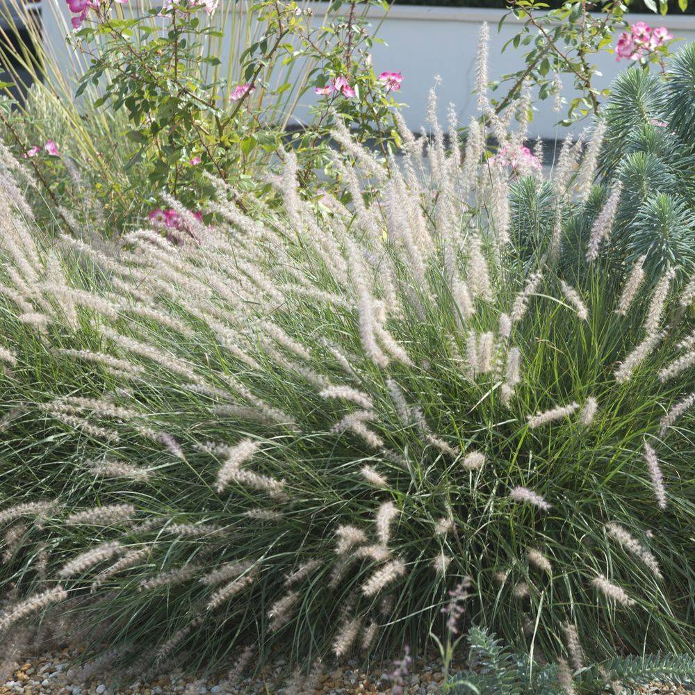 Pennisetum alopecuroides 'Little Bunny' - Graminée Herbe aux écouvillons - Image 18