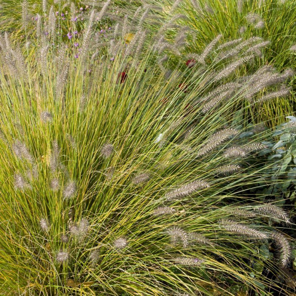 Pennisetum alopecuroides 'Little Bunny' - Graminée Herbe aux écouvillons - Image 17