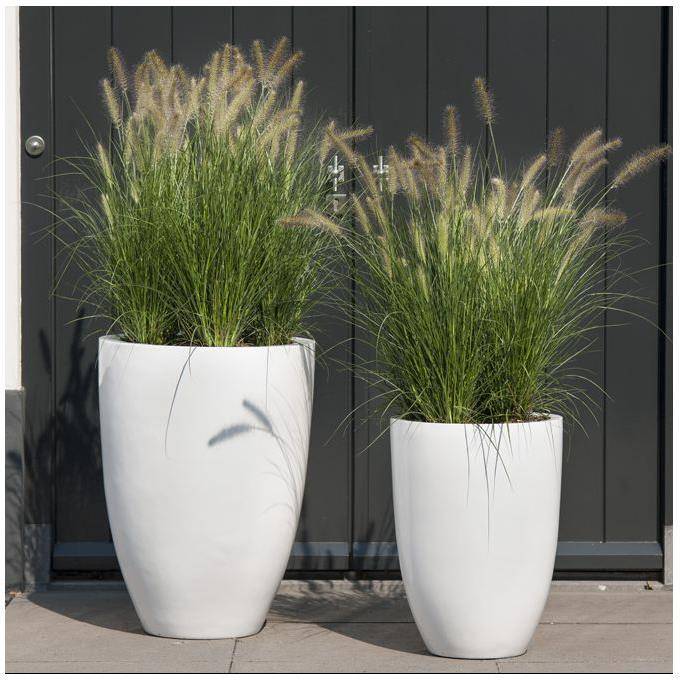 Pennisetum alopecuroides 'Little Bunny' - Graminée Herbe aux écouvillons - Image 20