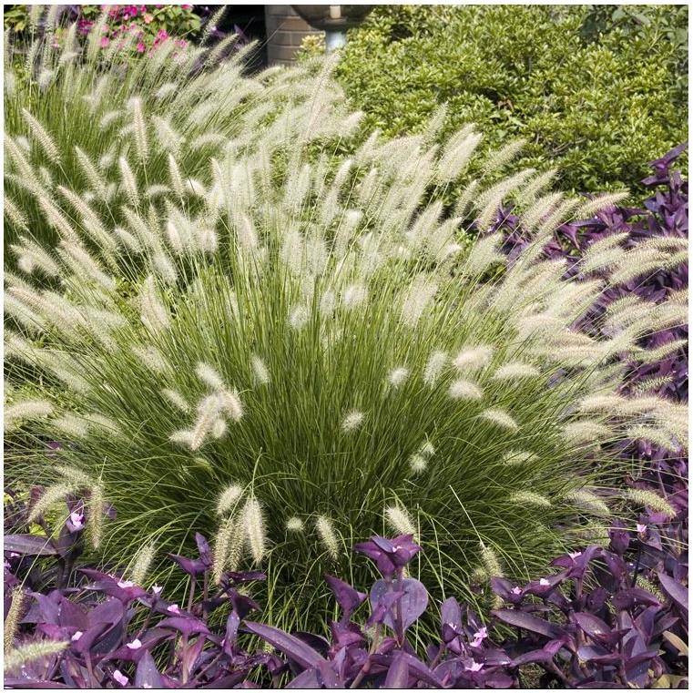 Pennisetum alopecuroides 'Little Bunny' - Graminée Herbe aux écouvillons - Image 23