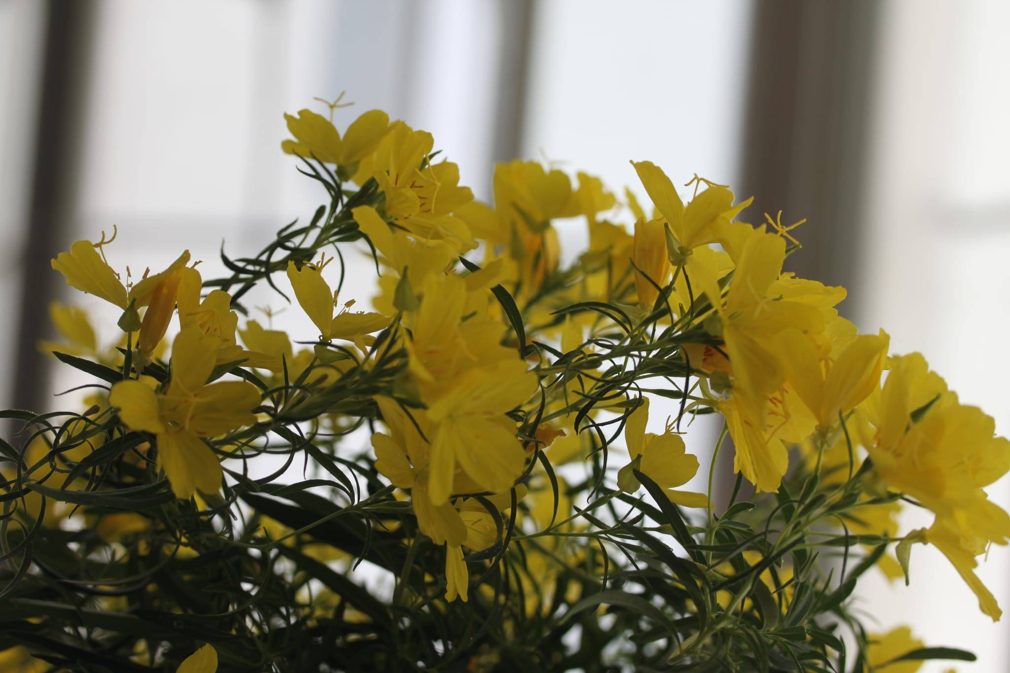 Oenothera fruticosa 'African Sun' - Onagre