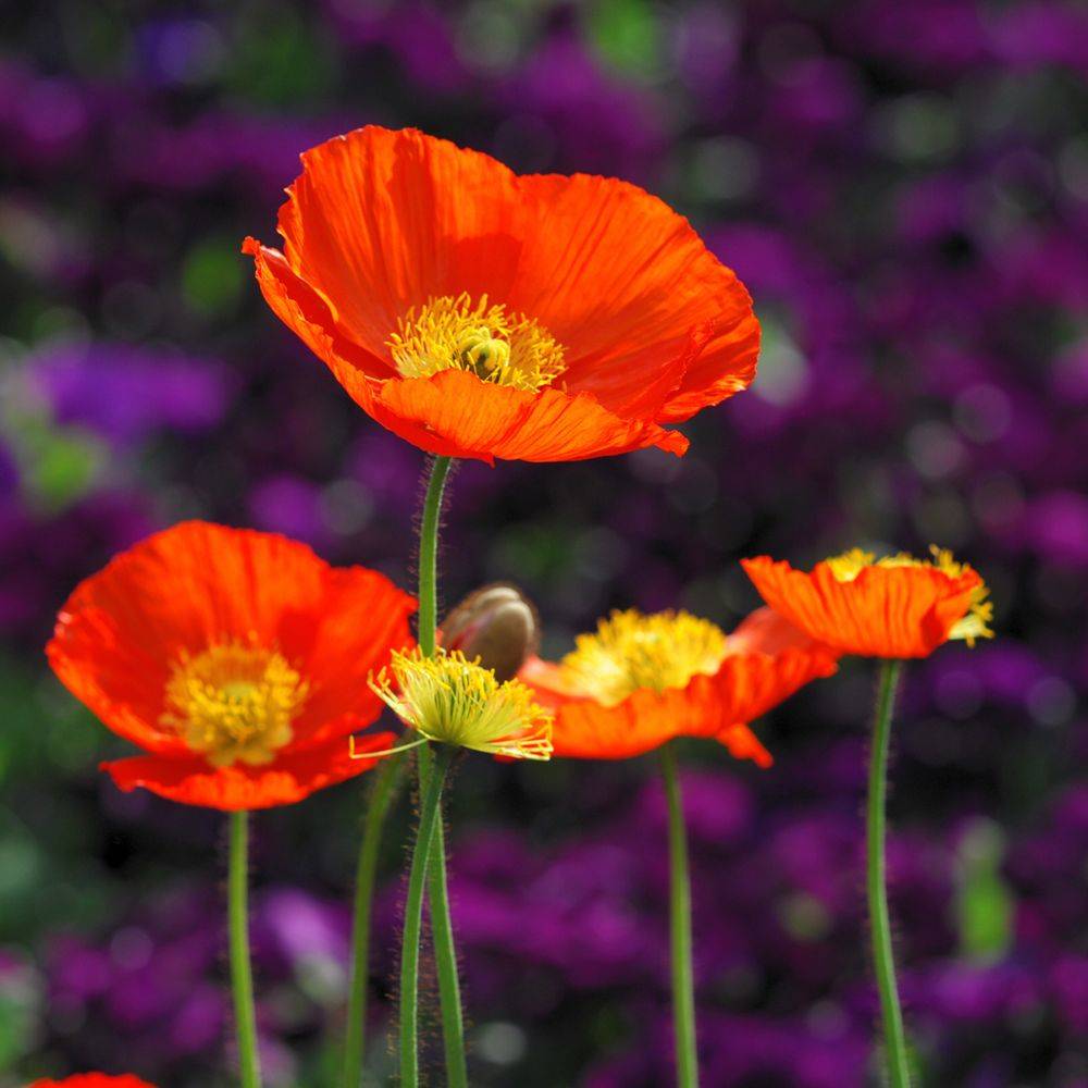 Papaver nudicaule - Pavot d'Islande - Image 5