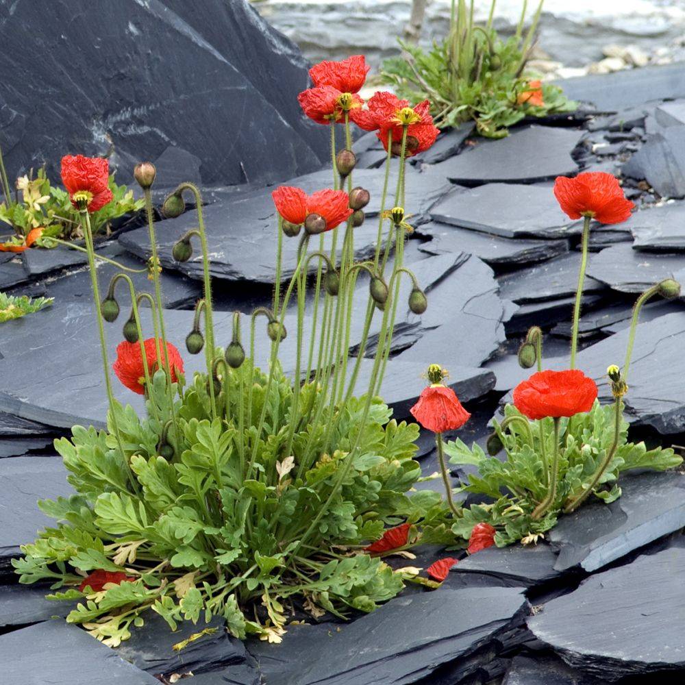 Papaver nudicaule - Pavot d'Islande - Image 1