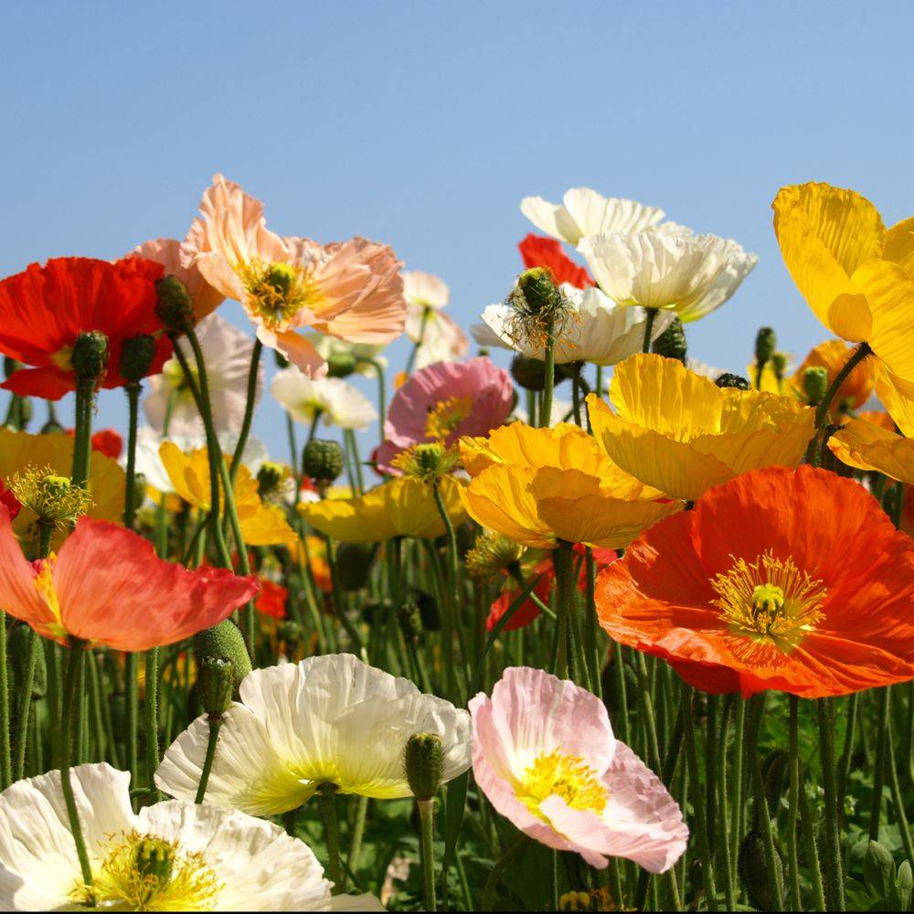 Papaver nudicaule - Pavot d'Islande - Image 7