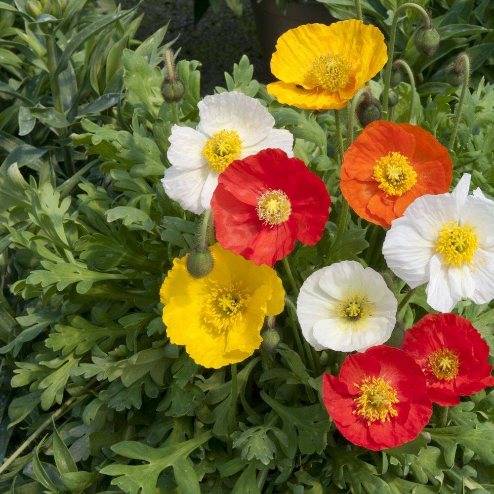 Papaver nudicaule - Pavot d'Islande - Image 11