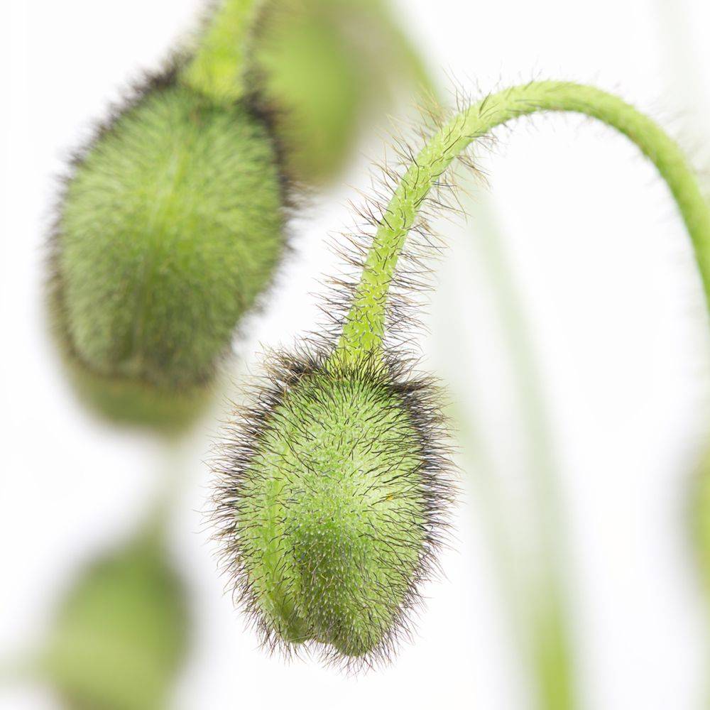 Papaver nudicaule - Pavot d'Islande - Image 8