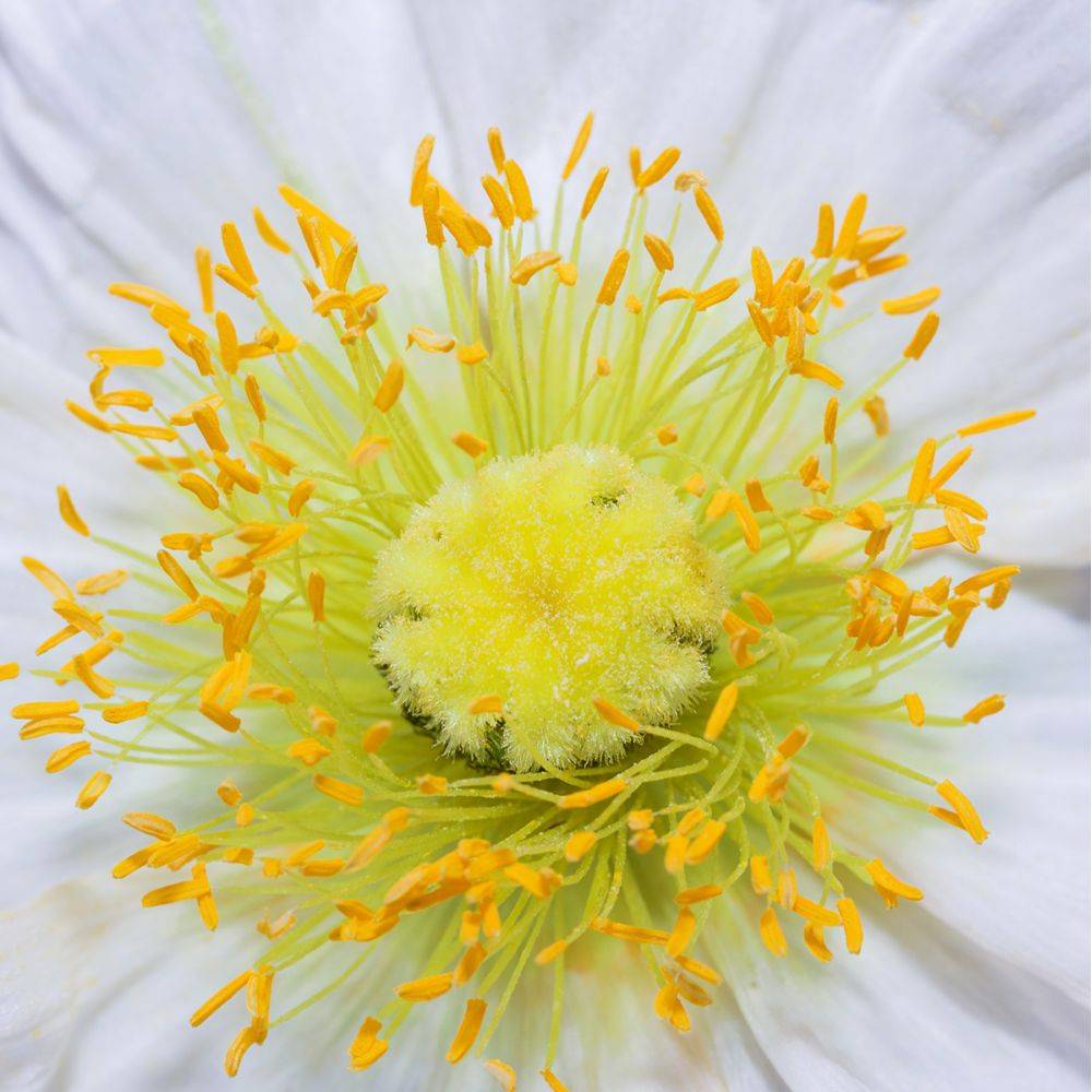Papaver nudicaule - Pavot d'Islande - Image 10