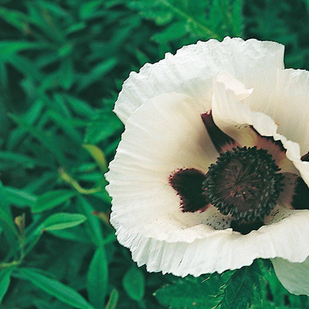 Papaver orientale 'Royal Wedding' - Pavot - Image 1