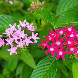 Pentas lanceolata - Etoile égyptienne