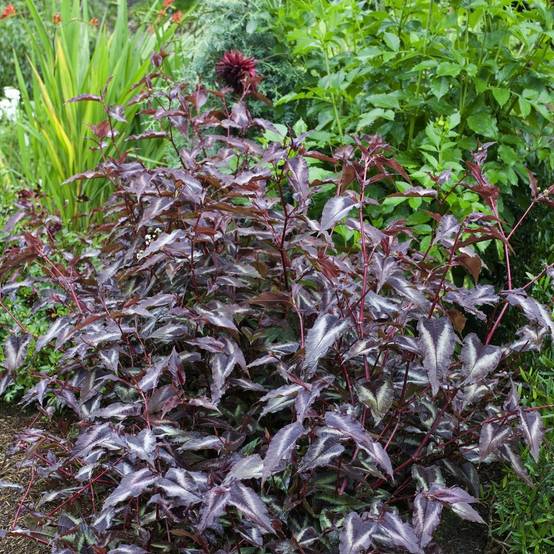 Persicaria microcephala 'Red Dragon' - Persicaire - Image 1