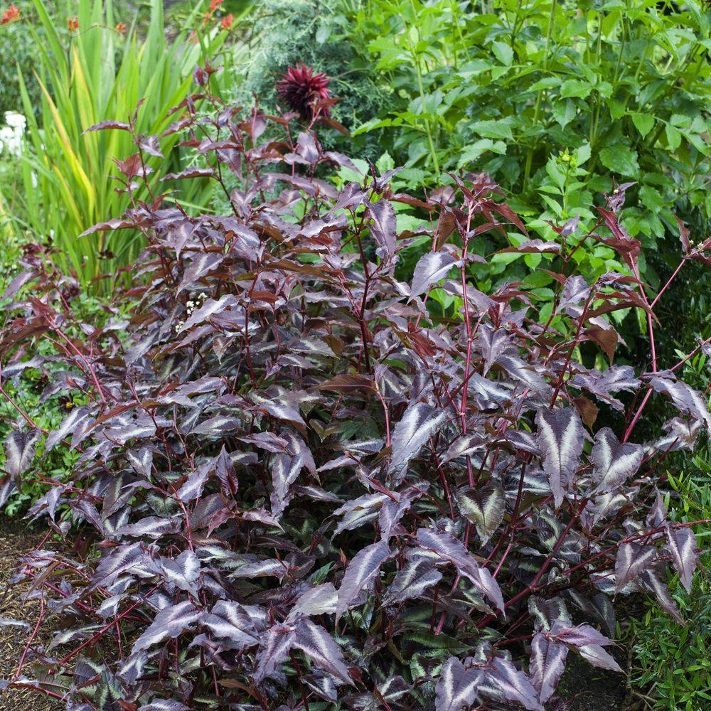 Persicaria microcephala 'Red Dragon' - Persicaire