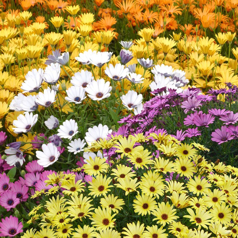 Osteospermum assorti - Marguerite du Cap - Image 1