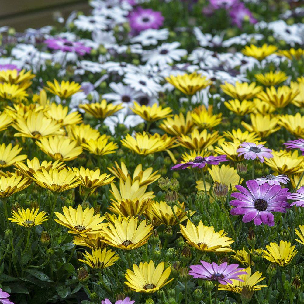 Osteospermum assorti - Marguerite du Cap - Image 2