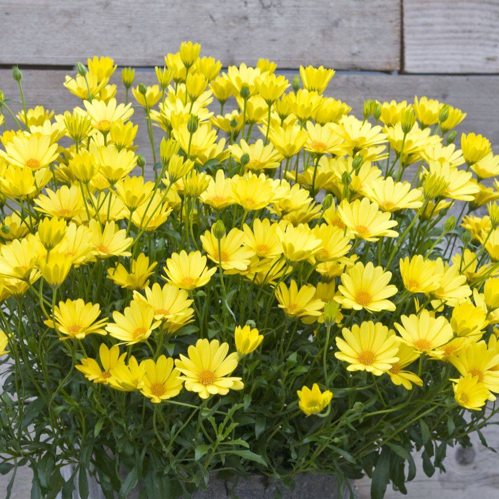 Osteospermum assorti - Marguerite du Cap - Image 3