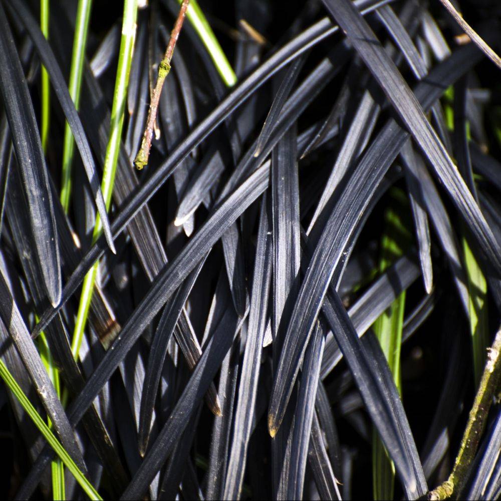 Ophiopogon planiscapus 'Nigrescens' - Muguet du Japon noir - Image 3