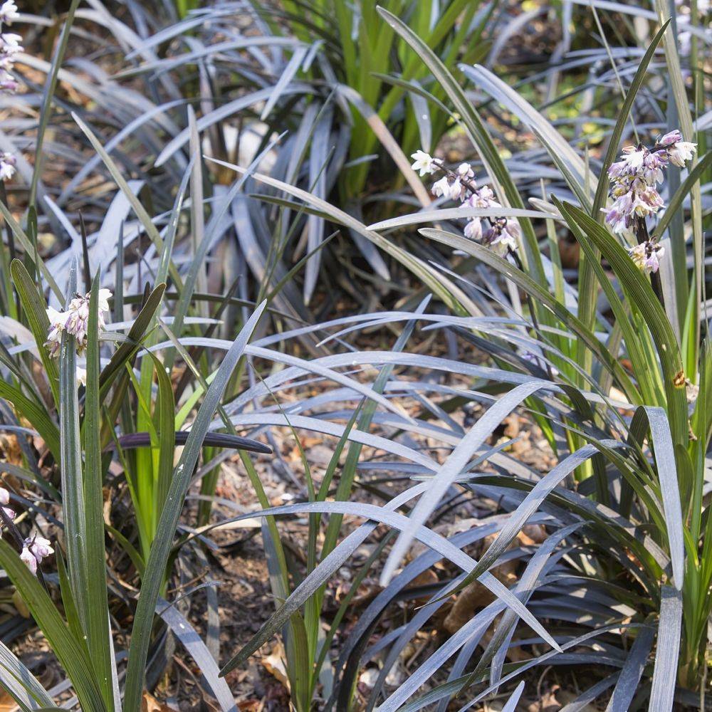 Ophiopogon planiscapus 'Nigrescens' - Muguet du Japon noir - Image 4
