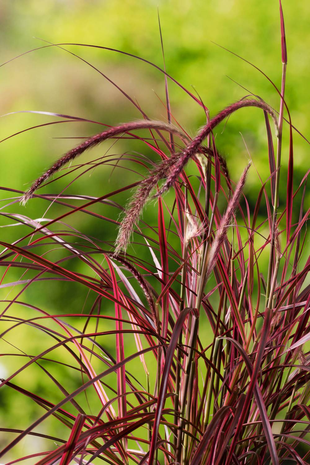 PENNISETUM setaceum 'Fireworks'® en pot de 4 litres
