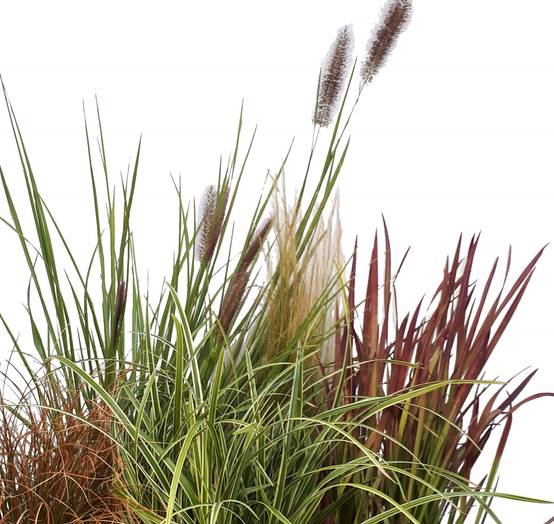 Pennisetum orientale - ECLOZ - Graminée Herbe aux écouvillons - Image 1