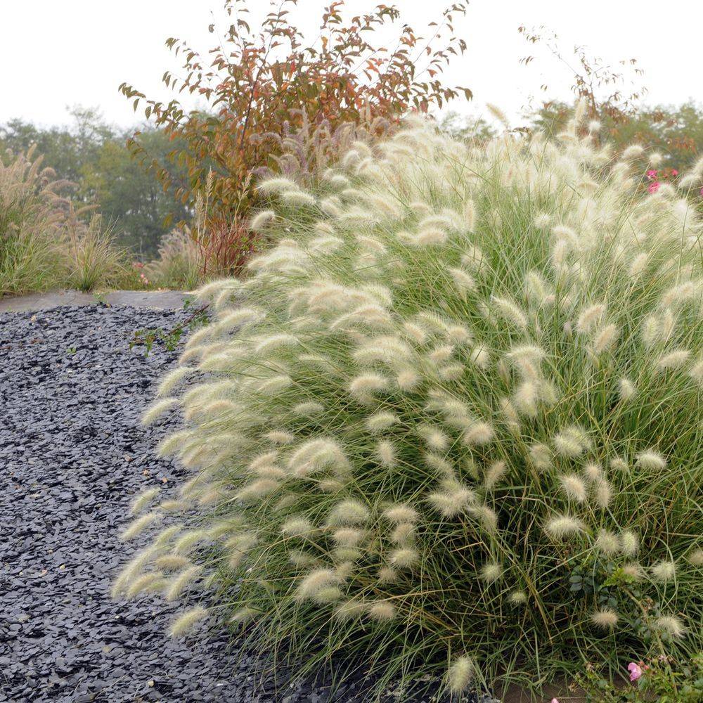Pennisetum villosum - Graminée Herbe aux écouvillons - Image 1