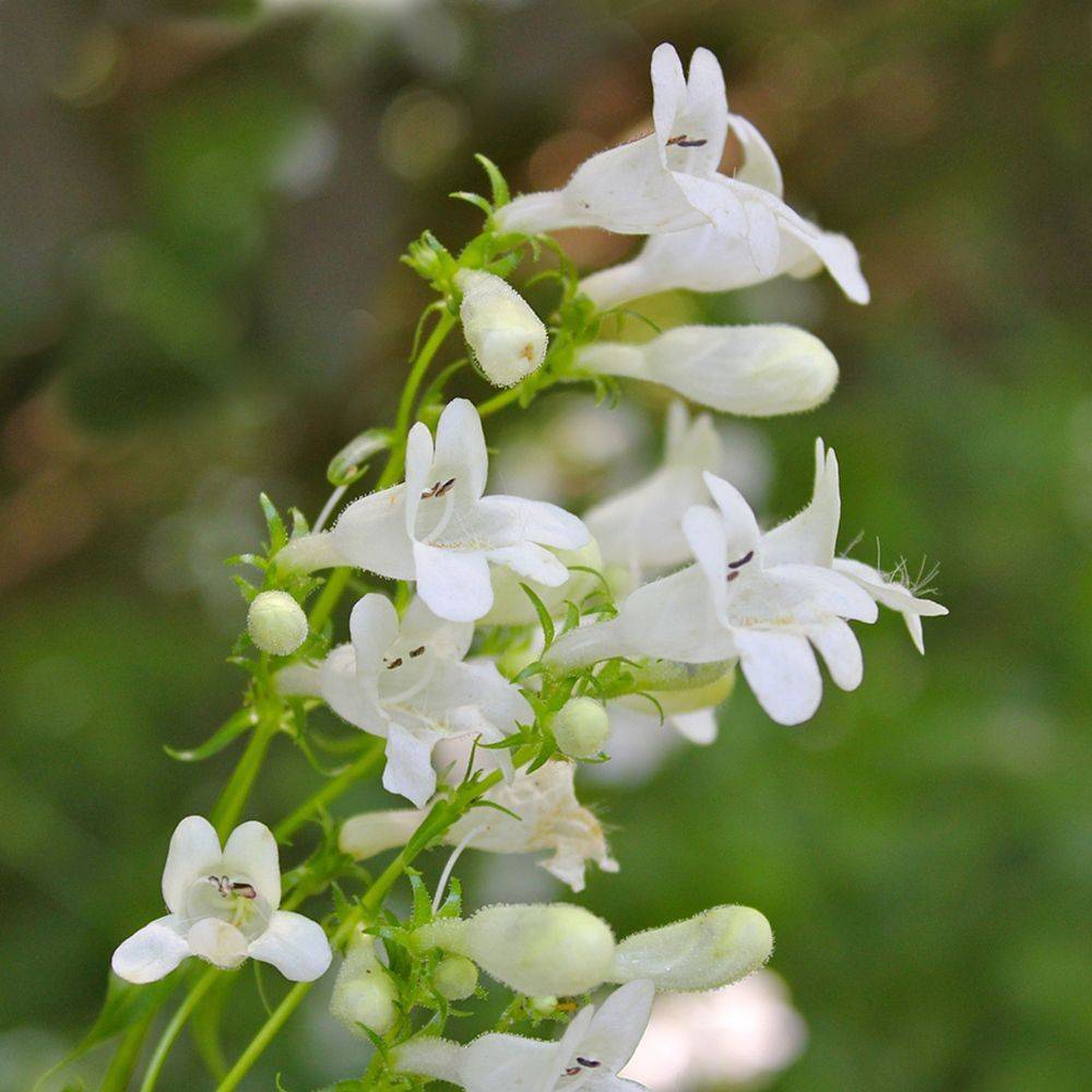 Penstemon 'Snow Storm' - Galane fausse-digitale - Image 2
