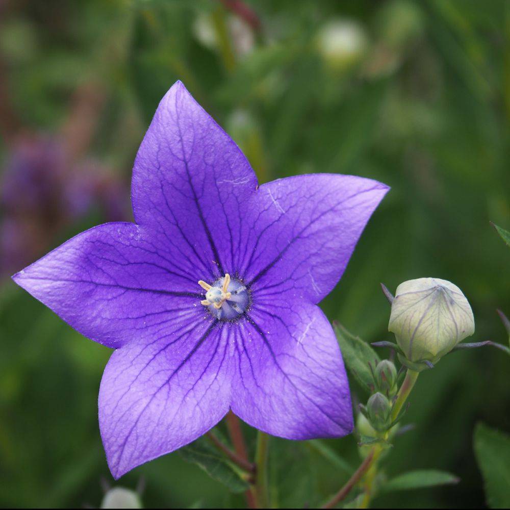 Platycodon grandiflorus 'Astra Blue' - Image 2