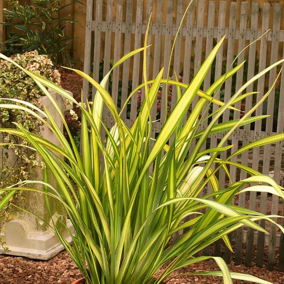 Phormium 'Yellow Wave' - Lin de Nouvelle-Zélande - Image 4