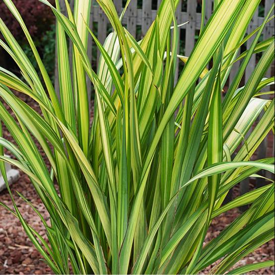 Phormium 'Yellow Wave' - Lin de Nouvelle-Zélande - Image 2