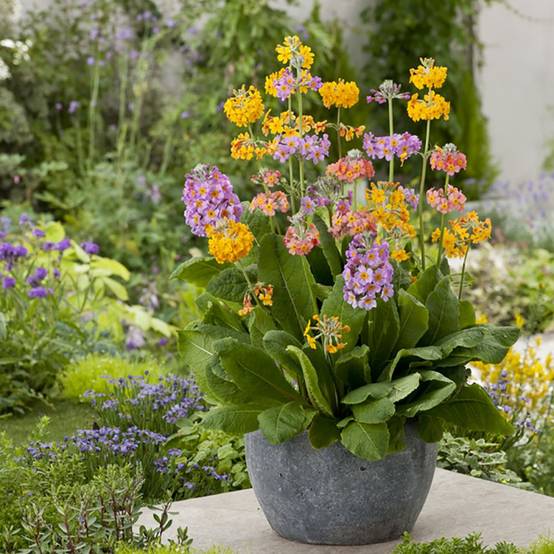 Primula x bulleesiana - Primevère vivace - Image 2