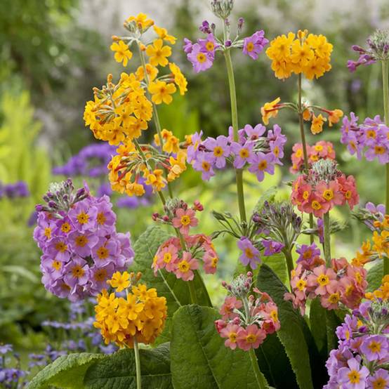 Primula x bulleesiana - Primevère vivace - Image 4