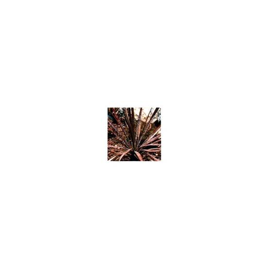 Phormium 'Sundowner'® - Lin de Nouvelle-Zélande - Image 1