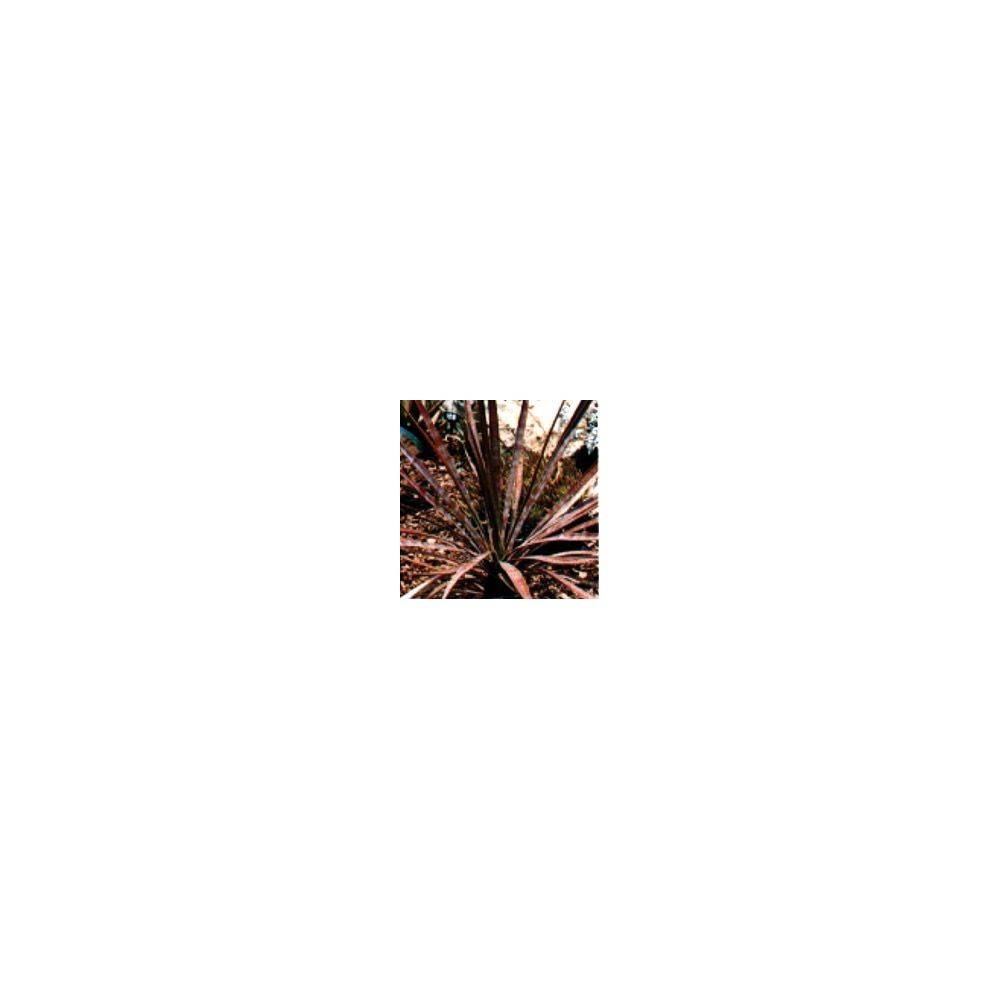 Phormium 'Sundowner'® - Lin de Nouvelle-Zélande - Image 1