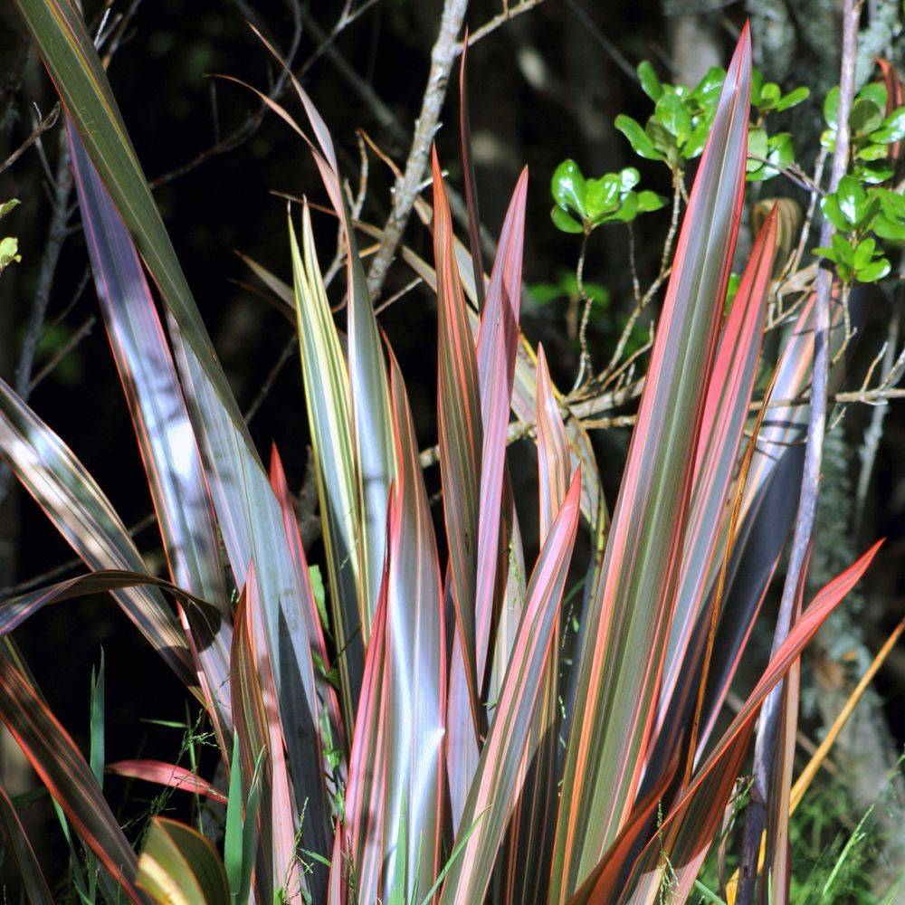 Phormium 'Sundowner'® - Lin de Nouvelle-Zélande - Image 2