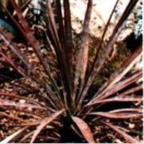 Phormium 'Sundowner'® - Lin de Nouvelle-Zélande - Image 4