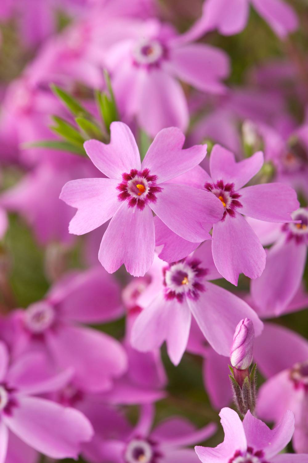 Phlox subulata 'Phloxtrot Pink'