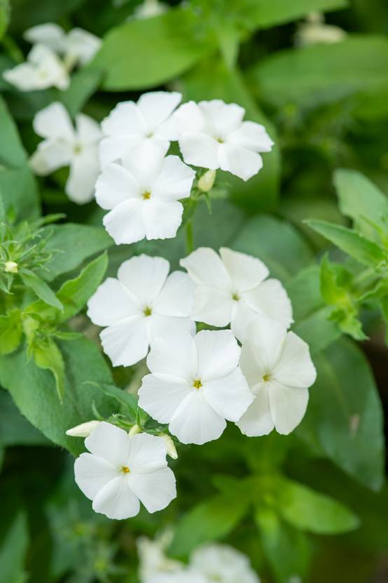 Phlox subulata 'Spring White'