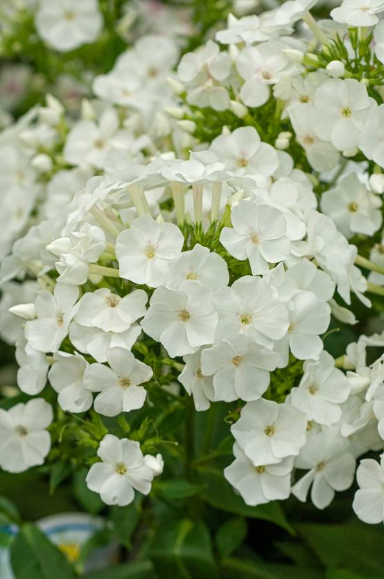 Phlox paniculata 'White Eye Flame'