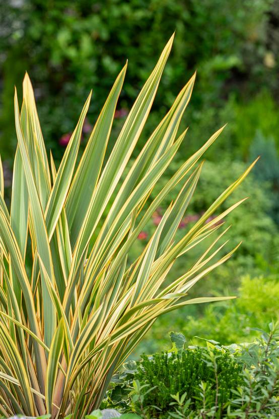 Phormium 'Golden Ray' - Lin de Nouvelle-Zélande