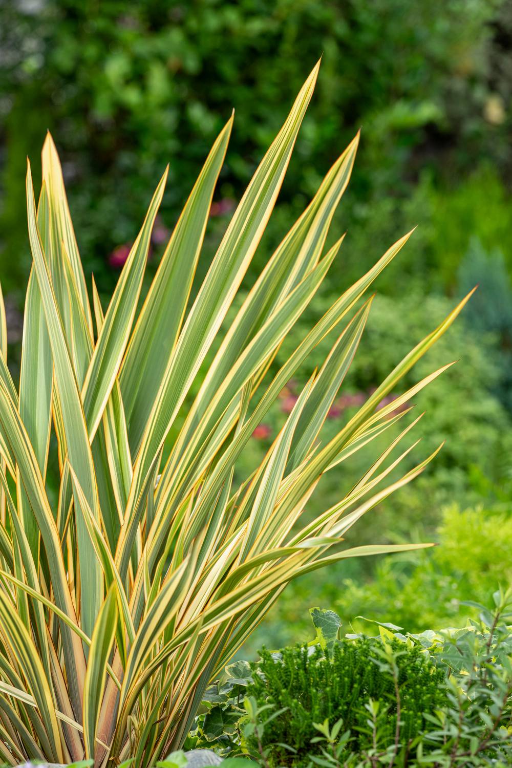 Phormium 'Golden Ray' - Lin de Nouvelle-Zélande