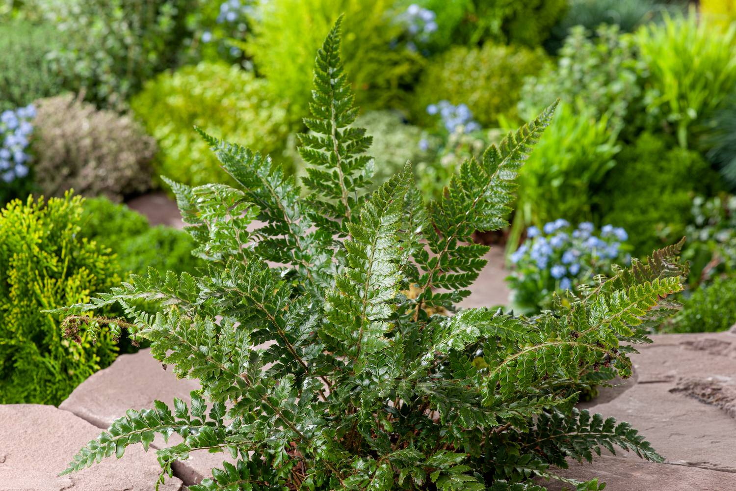 Polystichum polyblepharum - Fougère à franges multiples