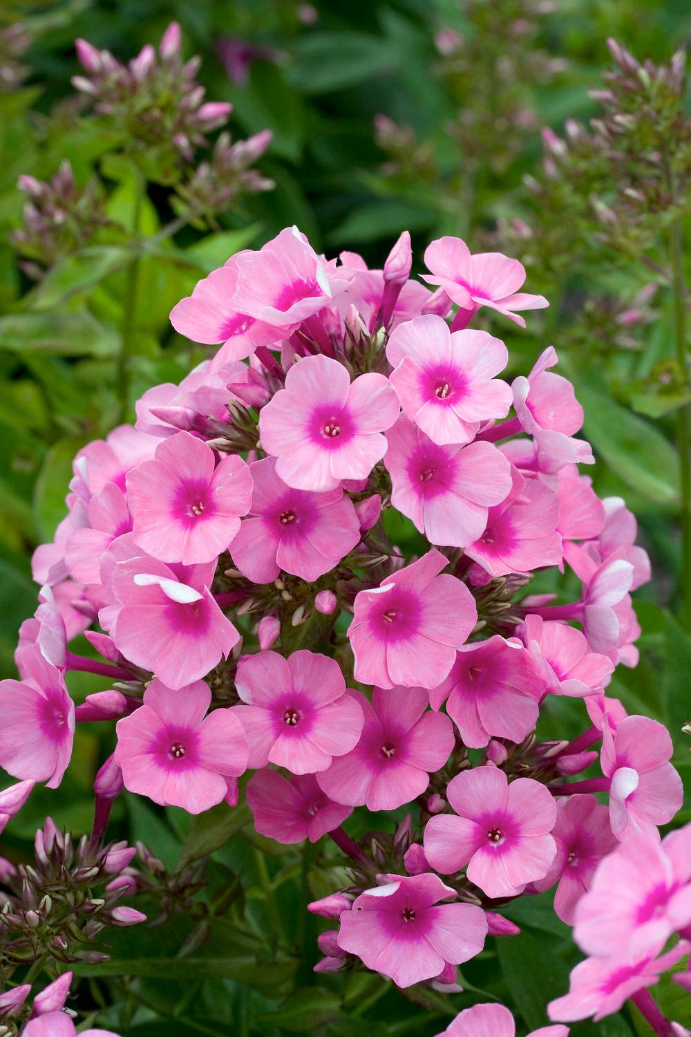Phlox paniculata 'Flame Pink'