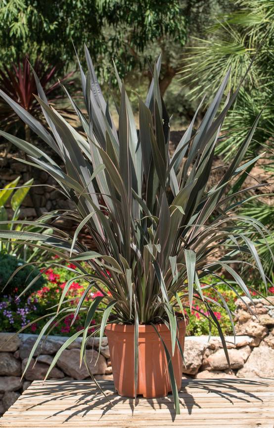 Phormium 'Pink Stripe' - Lin de Nouvelle-Zélande
