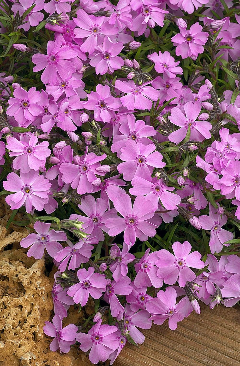 Phlox subulata 'Spring Purple'