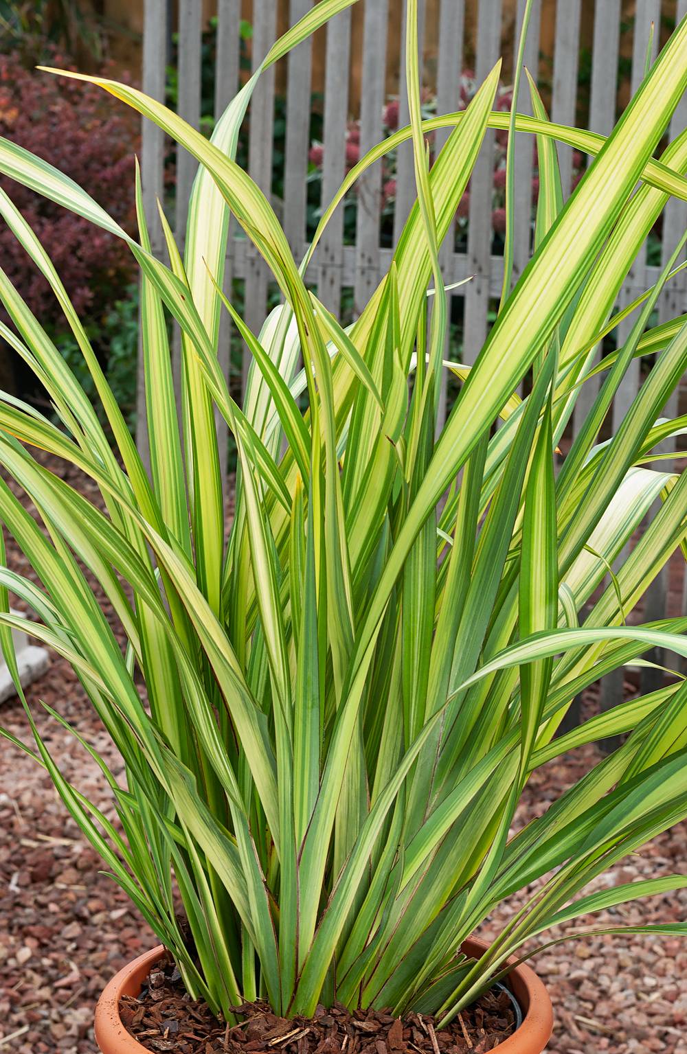 Phormium 'Yellow Wave' - Lin de Nouvelle-Zélande
