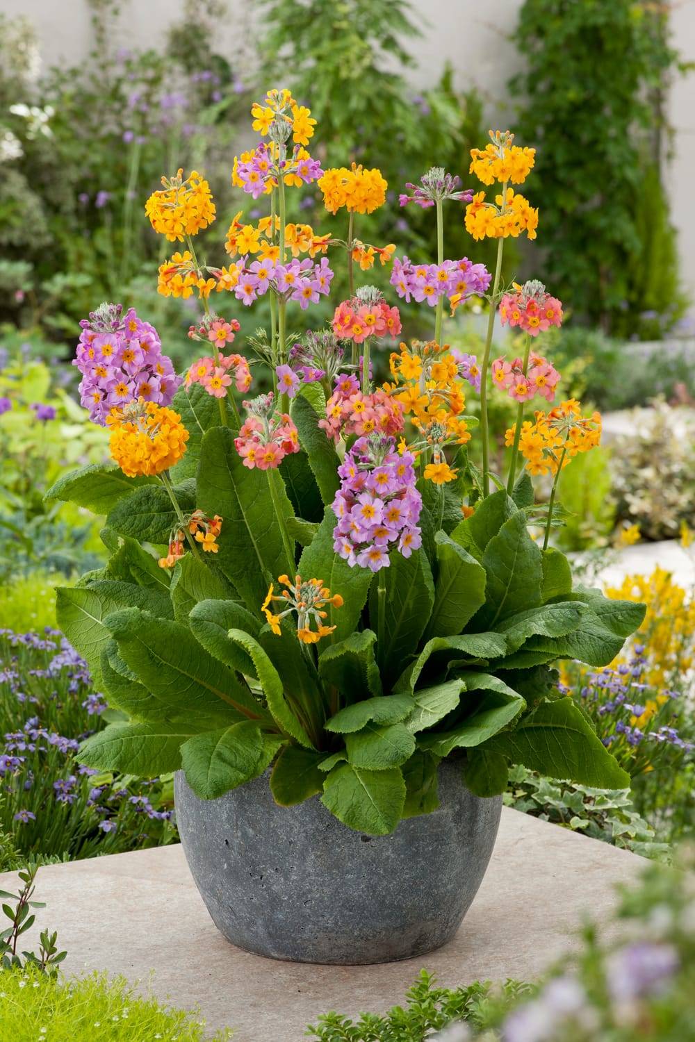 Primula x bulleesiana - Primevère vivace