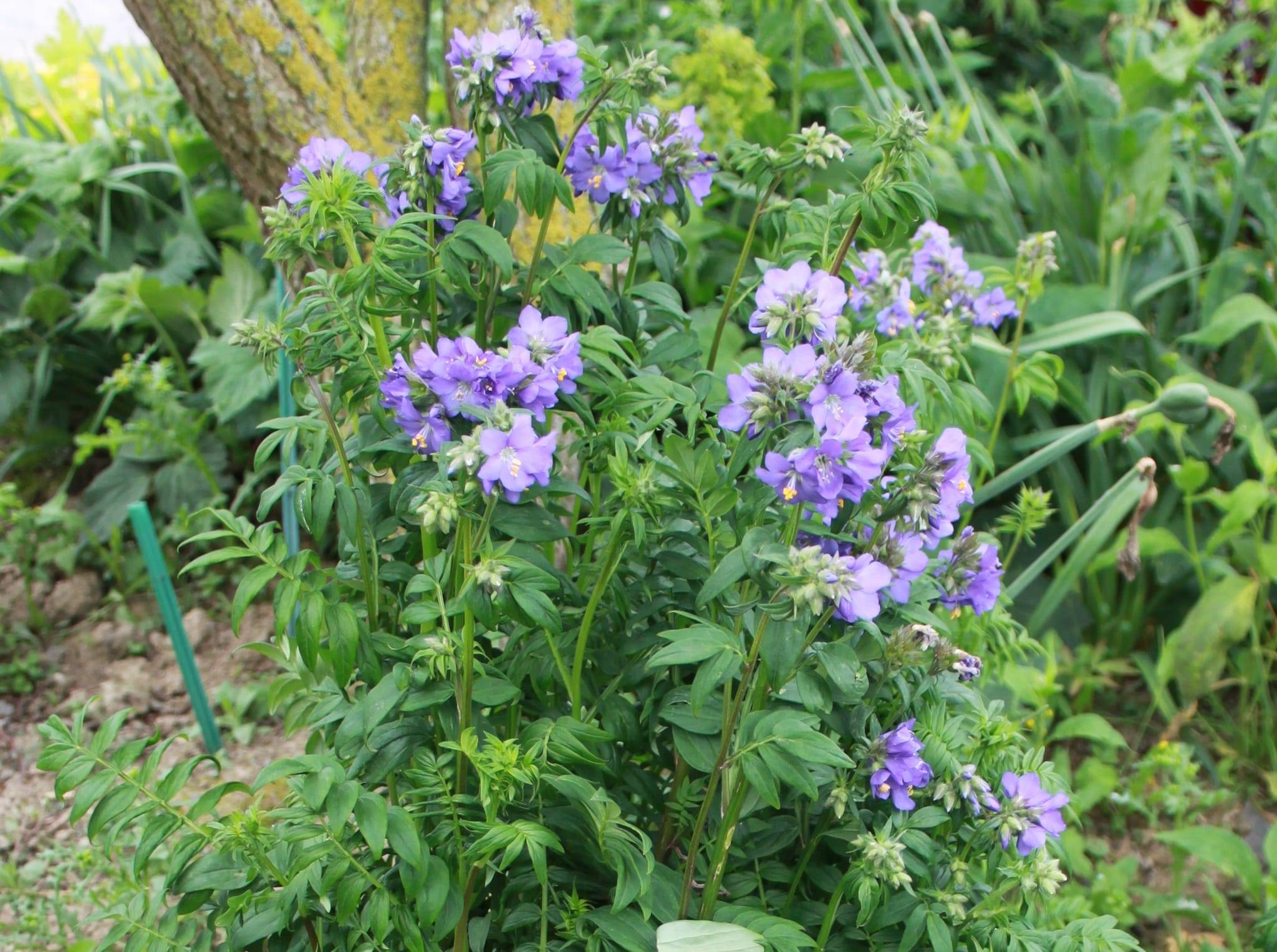 Polemonium reptans - Valériane grecque